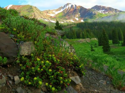 Sulfur Buckwheat growing in rocky soil and Colorado Rocky Mountains, Irwin Lake Campground, Crested Butte, CO