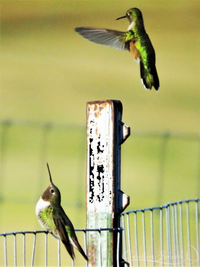 Broad-Tailed Hummingbird Teaching Grown Chick