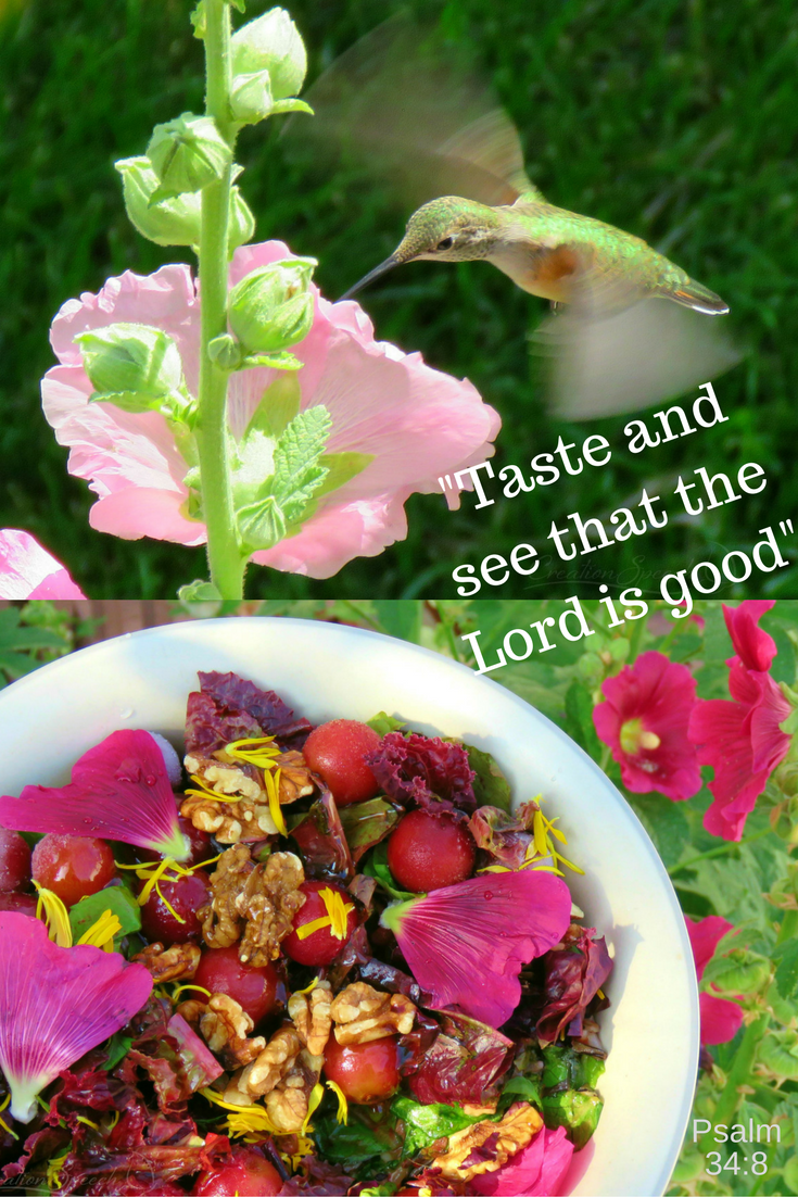 Hollyhock flowers are edible and attractive to hummingbirds and us, illustrating goodness of the LORD. Psalm 34:8