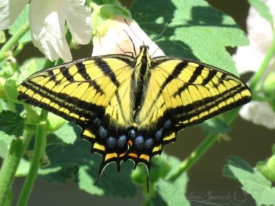 Tiger Swallowtail rests on Hollyhock