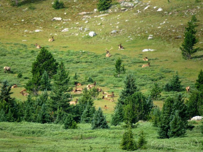 Elk buck with cows, Beartooth mountains, WY