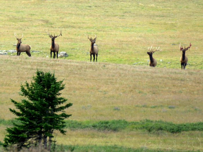 Elk bulls above deep lake in Beartooth mtns, WY, August 15, 2017