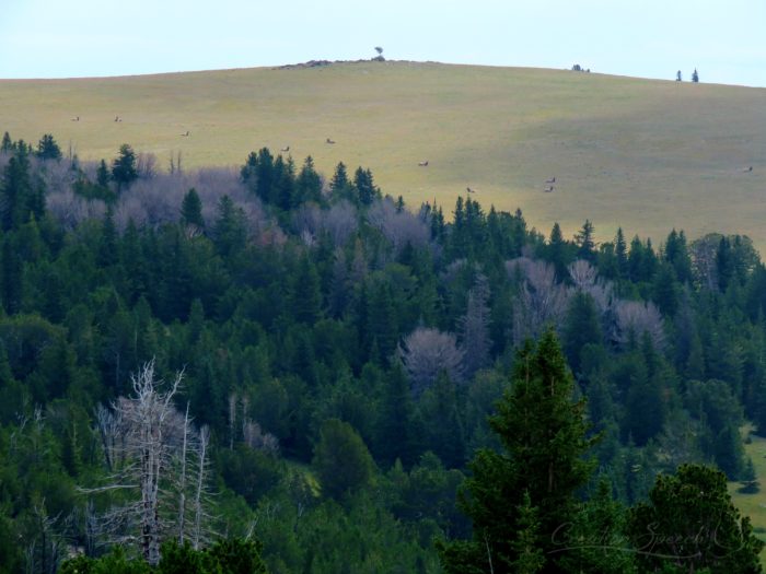 Elk bulls on a distance hillside, Beartooth mountains, WY