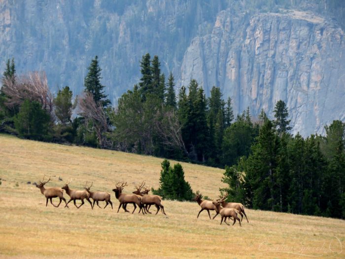 Elk easily moving on the heights, Beartooth mtns, WY