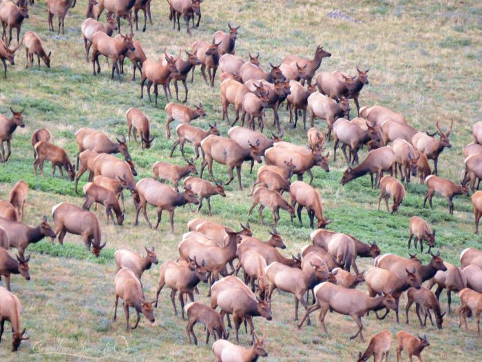 Elk herd, Beartooth mountains, WY, August 13, 2017