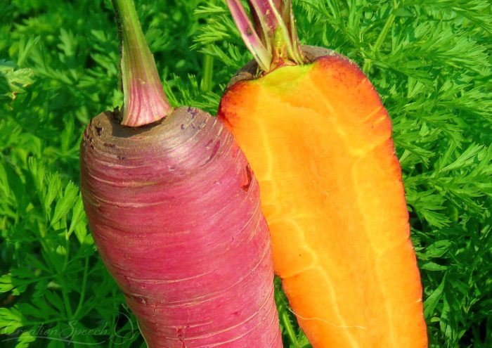 Colorful Carrots with dark orange inside are a gift from the LORD.