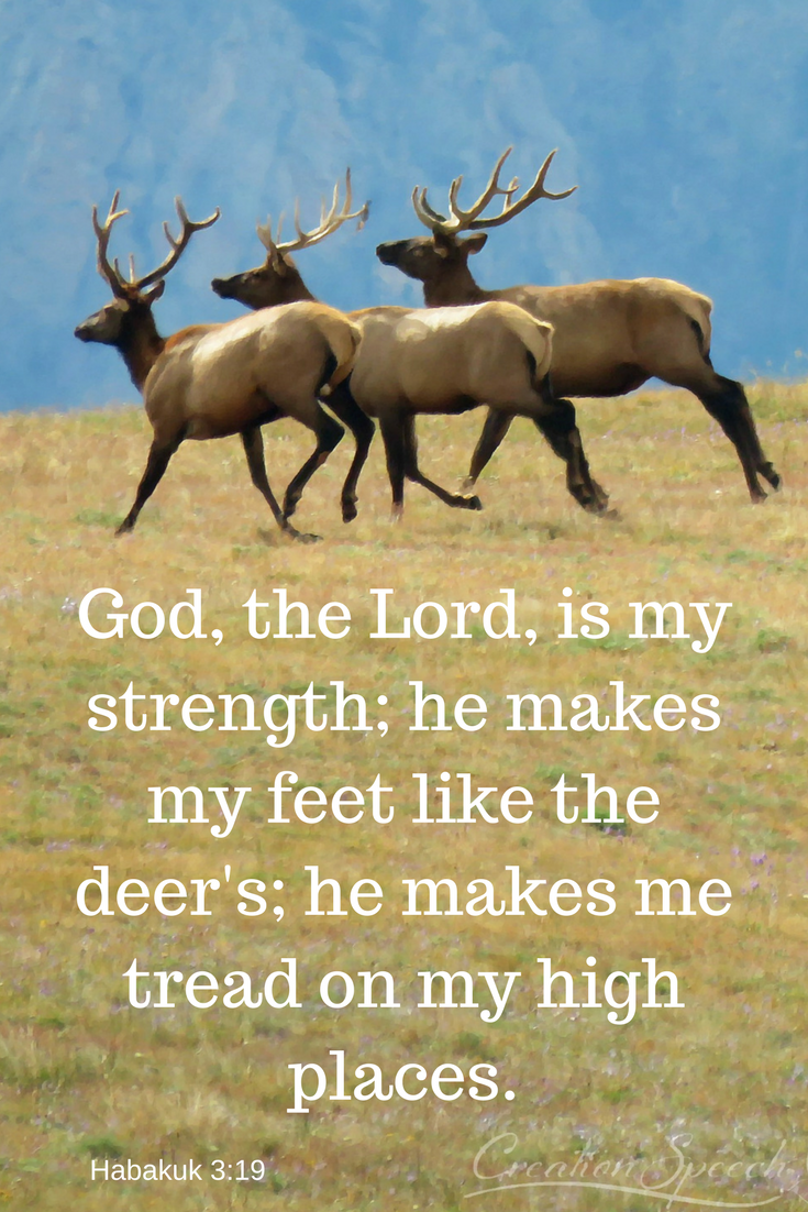 Deer including Elk illustrate strength in the Lord. Habakkuk 3:19