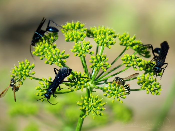 Blue Mud Wasps on Parsley flowers going to seed