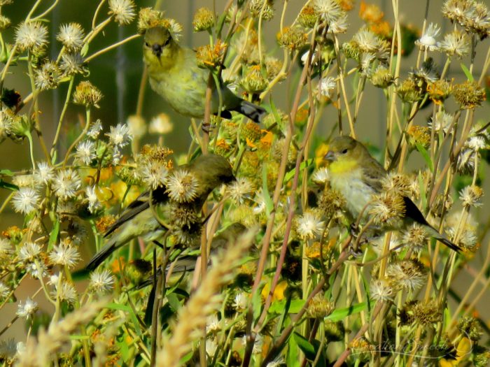 American Goldfinch in Winter Color, Sept 18, 2017, Elizabeth, CO