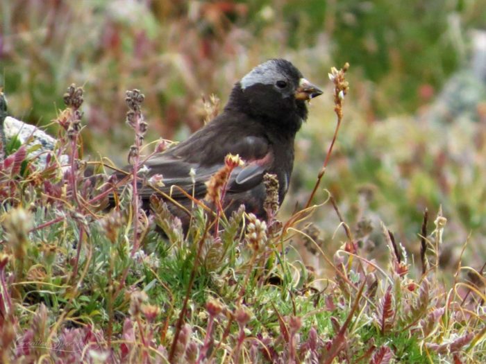 Black Rosy Finch, Beartooth Plateau, WY