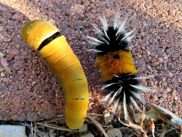 Caterpillars instinctively move early in morning