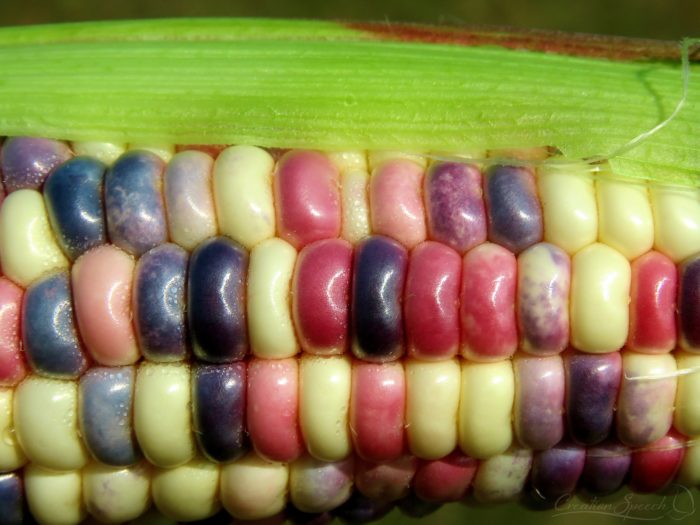 Colorful Corn Kernels are like jewels in a crown