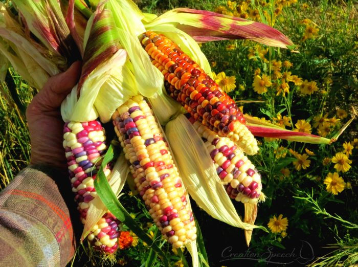 Colorful sweet corn kernels remind me of Christians status as jewels in a crown to Jesus