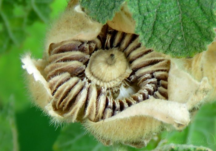 Hollyhock seed pod