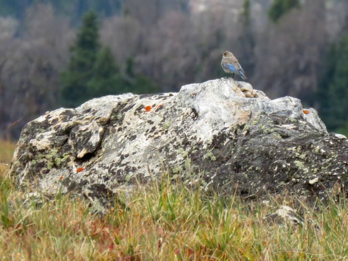 Mountain Blue bird, Beartooth Plateau, WY