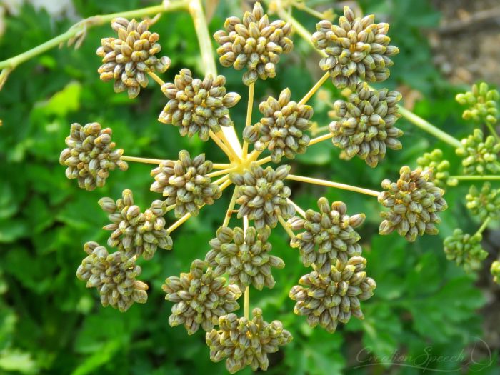 Parsley seed