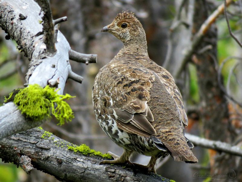 Ptarmigan, Deep Lake, Beartooth Mtn Plateau, WY, August 15, 2017