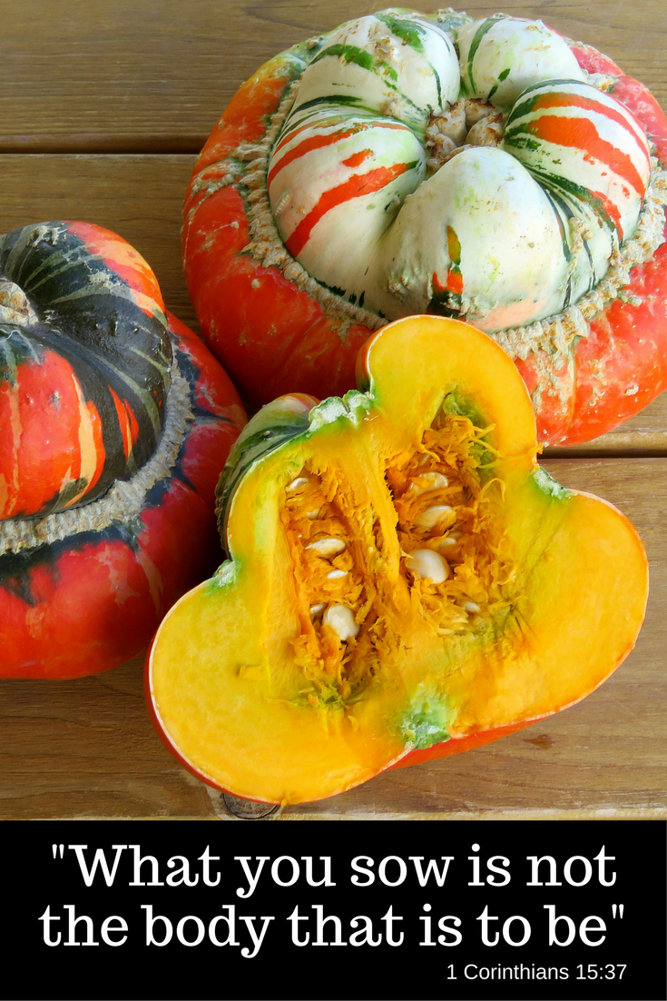 Can not tell from Turban squash seeds what the plant and fruit will look like. 1 Corinthians 15:37