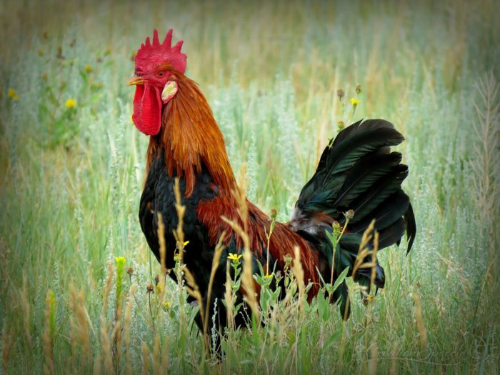 Rooster on alert to protect the hens, Elizabeth, CO, August 6, 2017