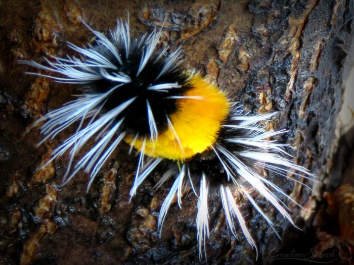 Spotted Tussock Moth Larva