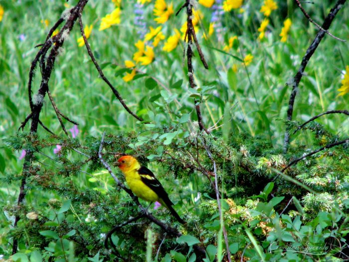 Western Tanager, Pebble Creek Trail, Yellowstone National Park