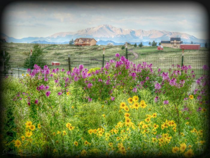 Wildflowers and lettuce going to seed, Elizabeth, CO, August 10, 2017