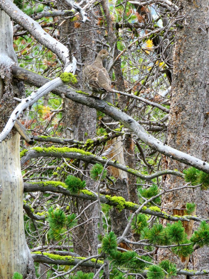 Ptarmigan camouflaged among branches, Deep Lake, Beartooth mountains, WY