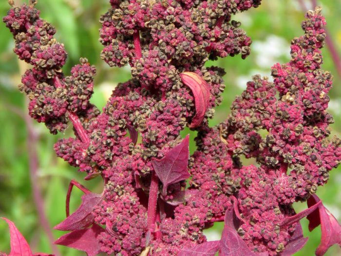 Black Quinoa, October 2, 2017, Elizabeth, Colorado