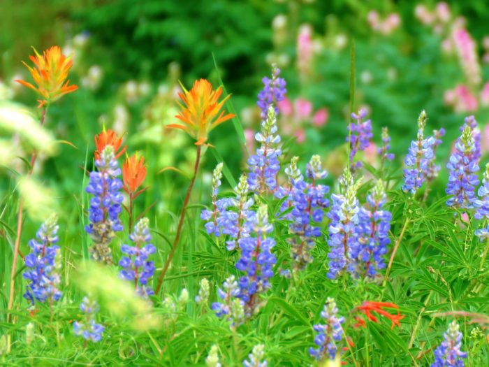 Native wildflowers, Paintbrush, Lupine, S Gilia, Corydallas, July 11, 2017, Crested Butte, CO