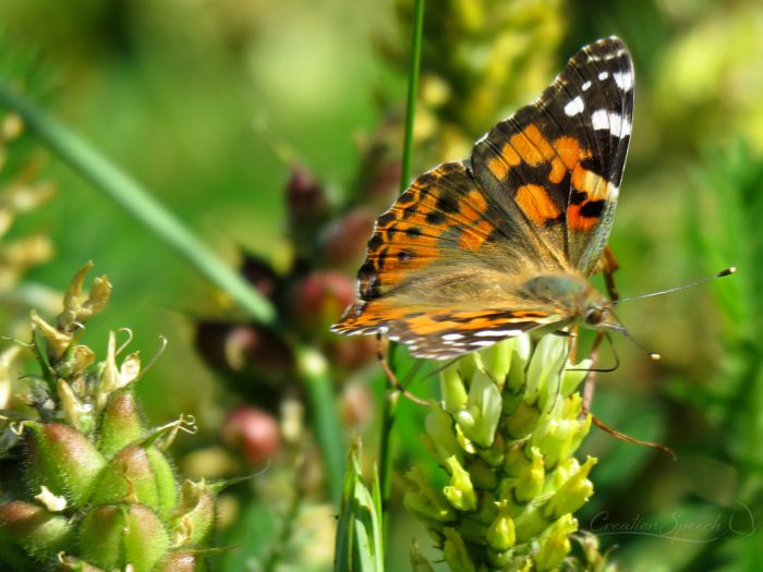 Painted Lady, August 16, 2017, Chief Joseph Scenic Highway, WY