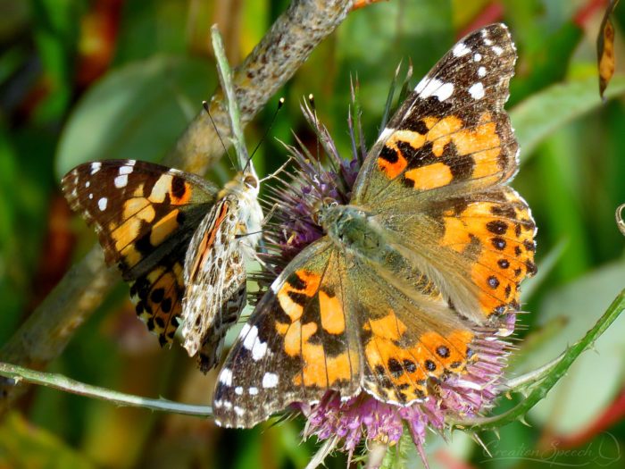 Painted Lady Butterflies on Teasel, October 5, Bear Creek Park, Colorado Springs, CO. Part of a great migration to the area.