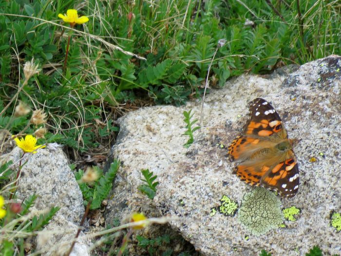 Painted Lady, July 14, 2017, Mount Crested Butte, CO