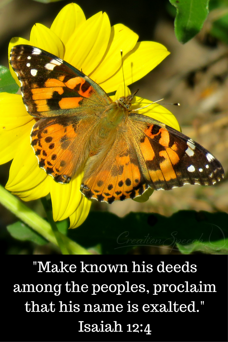 God caused Painted Lady butterflies to descend on Denver Colorado - Blessing and Warning, Isaiah 12