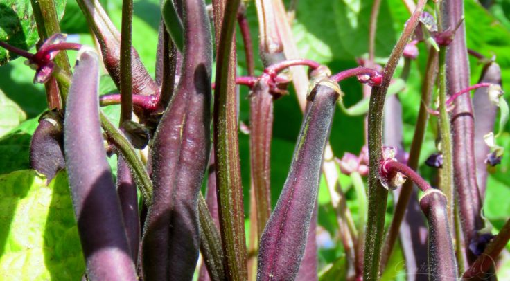 Purple String beans, Aug 24, 2017, Elizabeth, CO