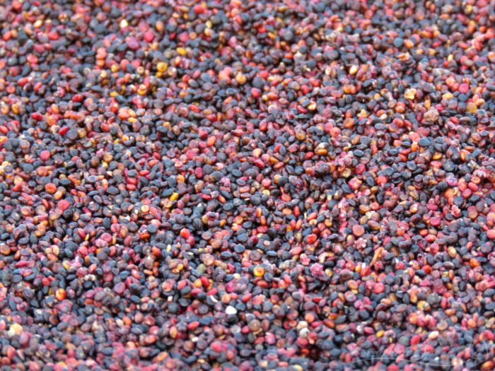 Quinoa seeds, Elizabeth, CO