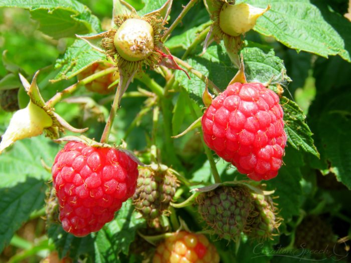 Raspberries on plant, Aug 25, 2017, Elizabeth, CO