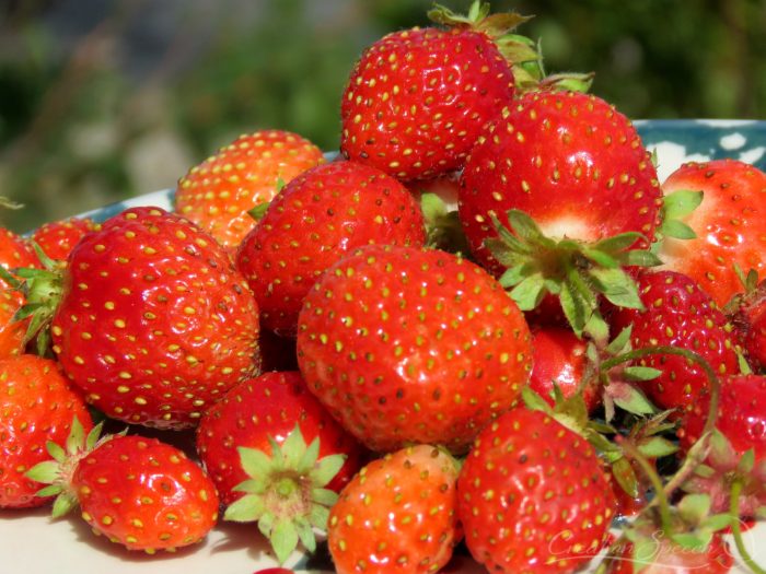 Strawberry harvest, Oct 5, 2017, Elizabeth, CO