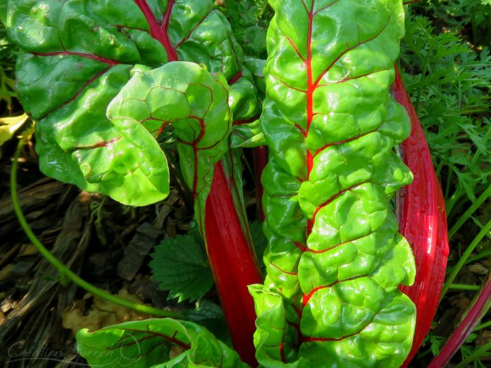 Swiss Chard, Sept 4, 2017, Elizabeth, CO