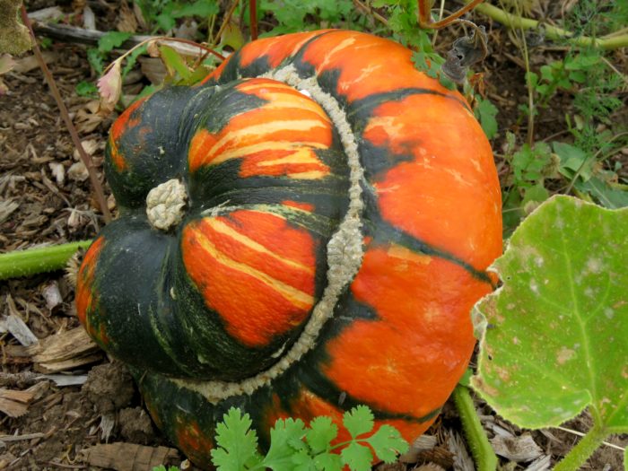 Turban Squash, October 2, 2017, Elizabeth, CO