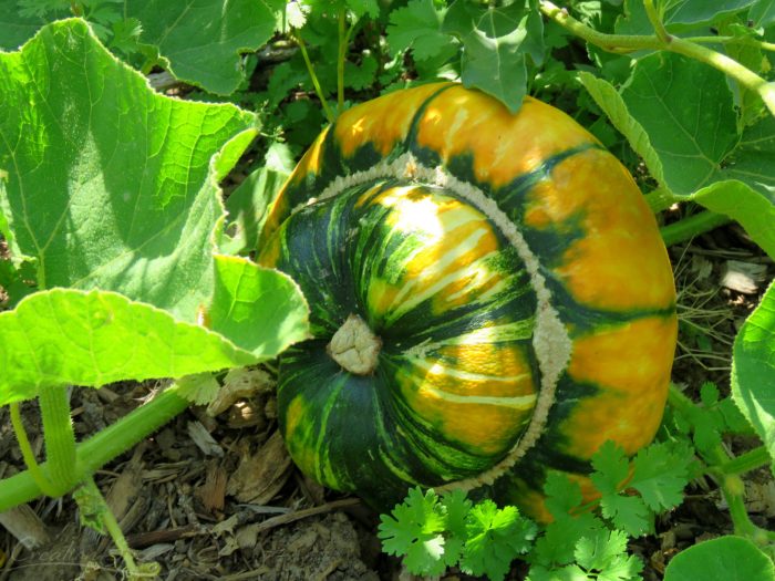 Turban Squash, Sept 2, 2017, Elizabeth, CO