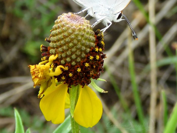 Ambush bug illustrates being still and waiting patiently on the Lord. Psalm 37:7