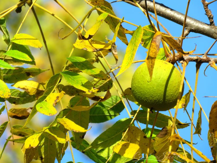 Black Walnut in tree, Oct 23, 2017