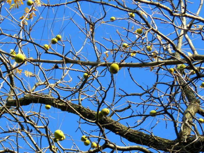 Black Walnut tree, Oct 23, 2017, St. Louis, MO