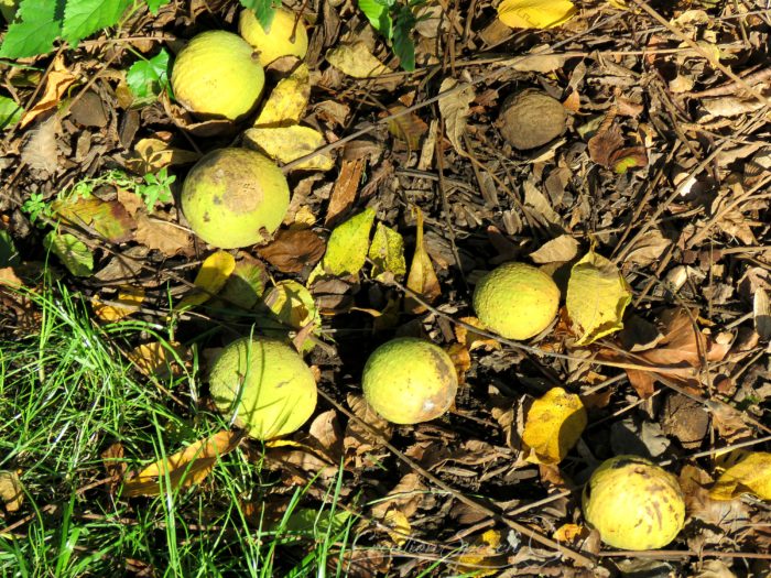 Whole Black Walnut fruit on the ground, Oct 23, 2017, St. Louis, MO