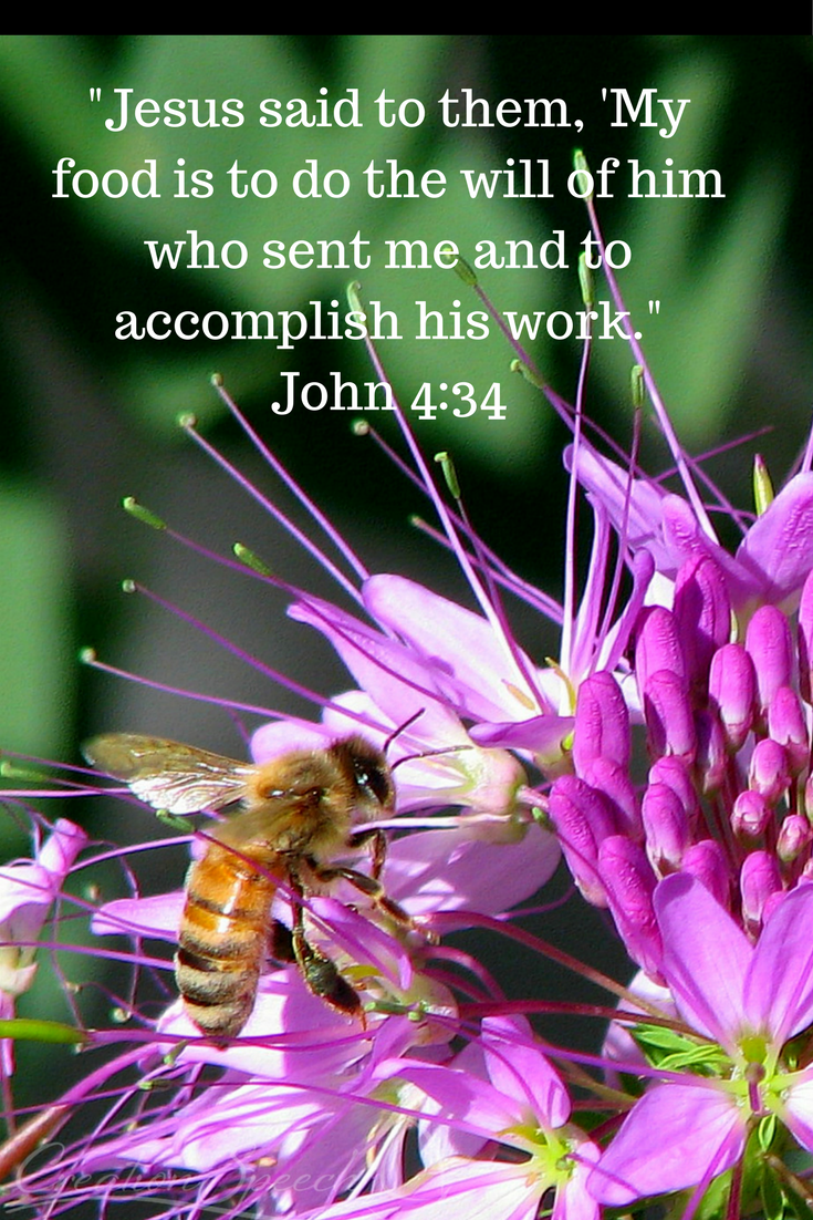 Bees illustrate submission to God-given roles. John 4