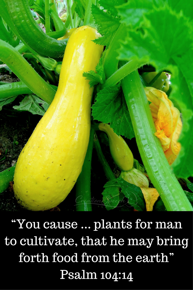 God created plants for man to cultivate like yellow summer squash for food. Psalm 104