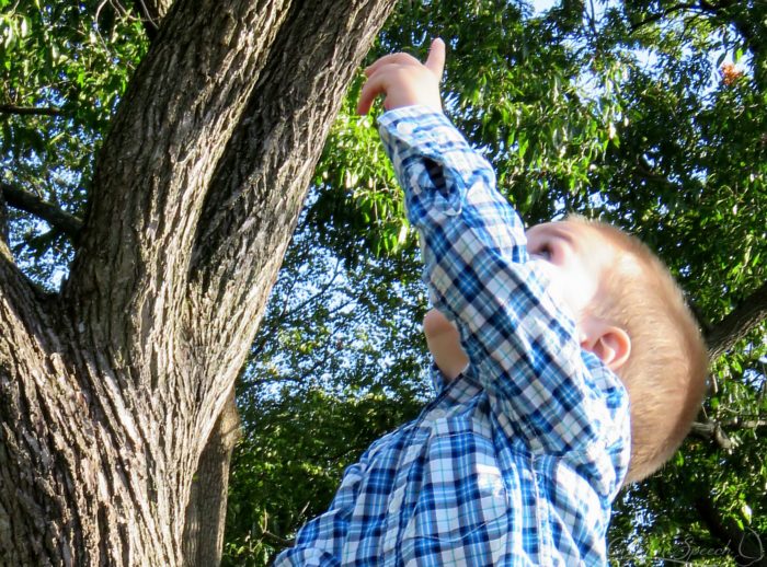 Grandson points to black walnuts, Oct 23, 2017