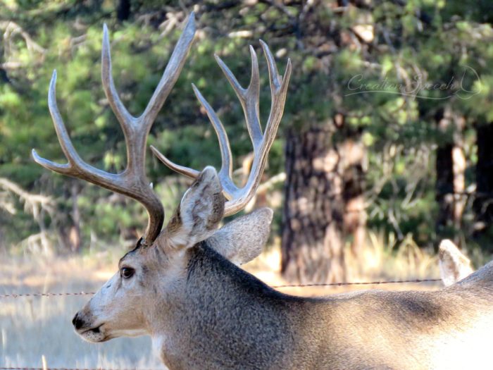 Majestic Mule Deer Buck, November 17, 2017, Elizabeth, CO