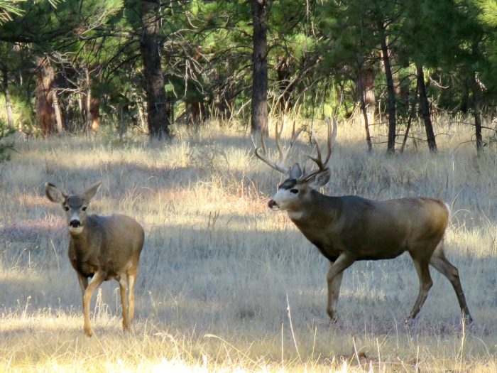 Mule deer, November 17, 2017, Elizabeth, CO