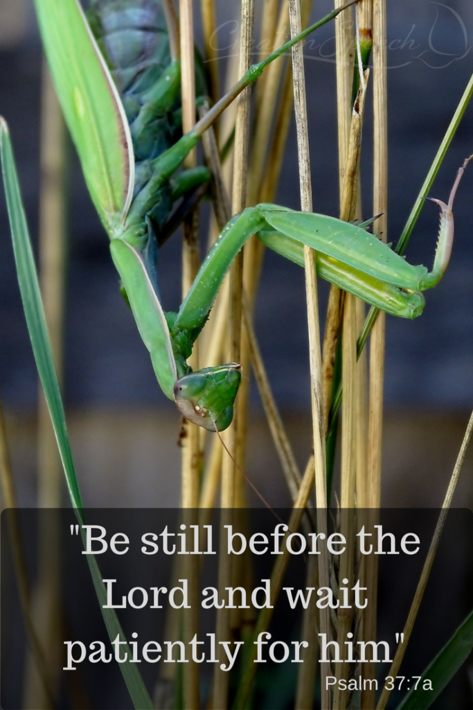 Praying Mantis illustrates being still and waiting patiently on the LORD. Psalm 37:7